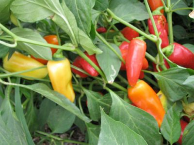'Wenk's Yellow Hots'